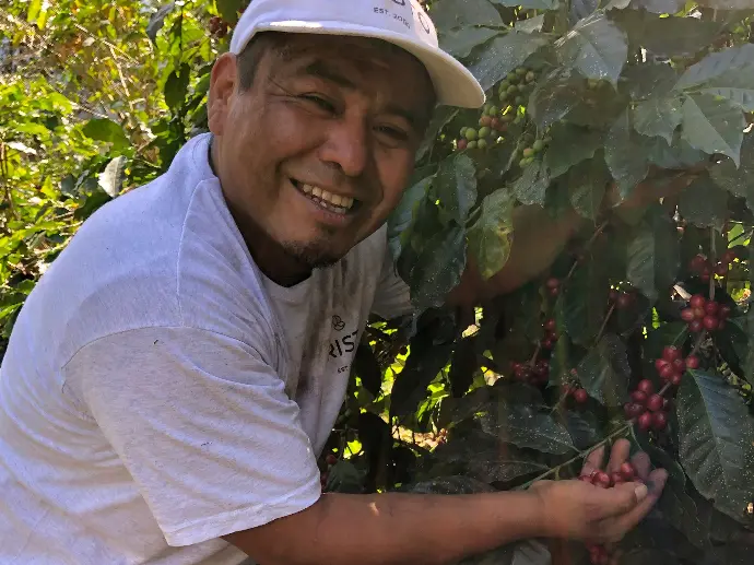 Een man die koffiebessen plukt in een plantage. Un homme qui cueille des cerises de café dans une plantation.
